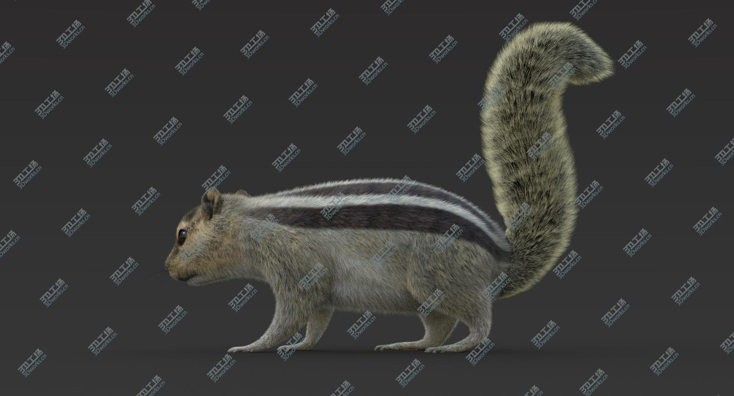 images/goods_img/2021040162/3D Squirrel 2 (Fur) Rigged model/4.jpg